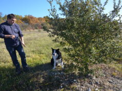 Une saison en noir et blanc pour la truffe