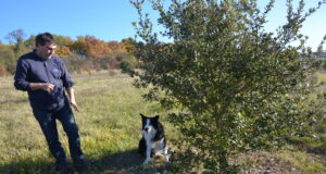Une saison en noir et blanc pour la truffe