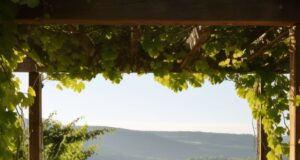 Destination montante pour l’immobilier de luxe