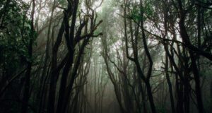 Quand les arbres engendrent peine et espoir