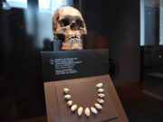 La Couze, l’autre vallée de la Préhistoire Le crâne de l'homme de Combe Capelle trouvé dans la vallée de la Couze et exposé au musée de Berlin