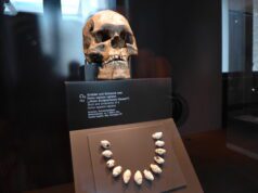 La Couze, l’autre vallée de la Préhistoire Le crâne de l'homme de Combe Capelle trouvé dans la vallée de la Couze et exposé au musée de Berlin