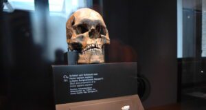 La Couze, l’autre vallée de la Préhistoire Le crâne de l'homme de Combe Capelle trouvé dans la vallée de la Couze et exposé au musée de Berlin