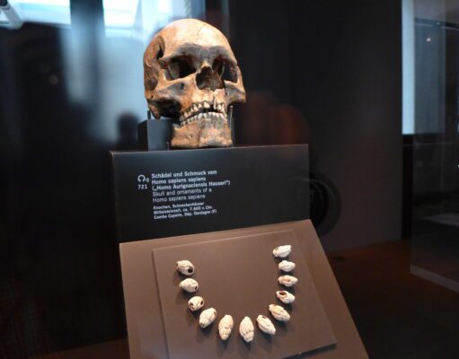 La Couze, l’autre vallée de la Préhistoire Le crâne de l'homme de Combe Capelle trouvé dans la vallée de la Couze et exposé au musée de Berlin