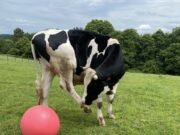 Sanctuaire pour le bien-être animal