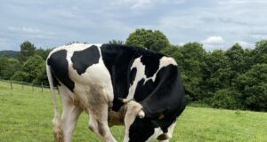 Sanctuaire pour le bien-être animal