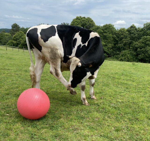 Pongo avec son ballon