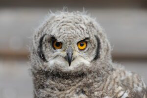 Hibou grand-duc africain né au château, à deux mois