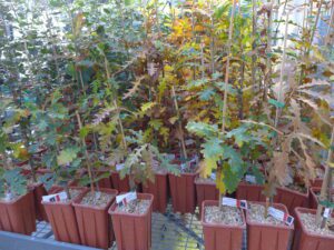 Des plants d'arbres truffiers mycorhizés