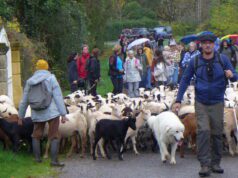 En suivant les brebis Le troupeau mené par Julien Contessi et le chien patou
