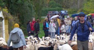 En suivant les brebis Le troupeau mené par Julien Contessi et le chien patou