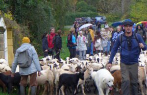 En suivant les brebis Le troupeau mené par Julien Contessi et le chien patou