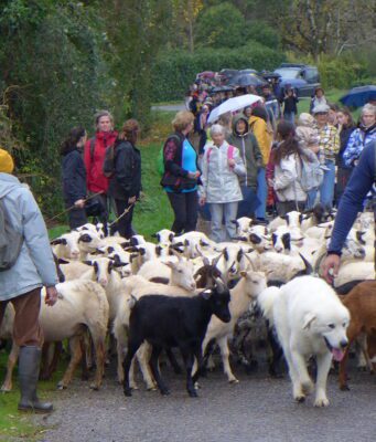 En suivant les brebis Le troupeau mené par Julien Contessi et le chien patou