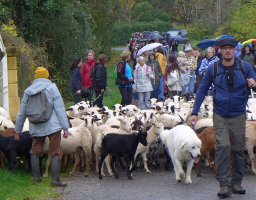 En suivant les brebis Le troupeau mené par Julien Contessi et le chien patou