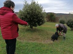 Comment planter des truffes dans son jardin Un bel arbre truffier avec son brulé caractéristique lors d'une récolte sous le regard de Jean-Claude Pargney