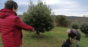 Comment planter des truffes dans son jardin Un bel arbre truffier avec son brulé caractéristique lors d'une récolte sous le regard de Jean-Claude Pargney