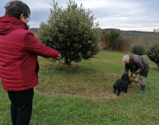 Comment planter des truffes dans son jardin Un bel arbre truffier avec son brulé caractéristique lors d'une récolte sous le regard de Jean-Claude Pargney