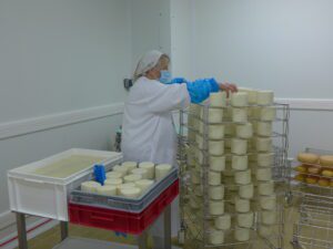 Les fromages arrivent bruts avant d'être préparés pour l'affinage