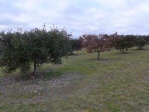 Une belle truffière demande de l'entretien