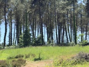 Camping dans les bois de la ferme @Isabelle BF