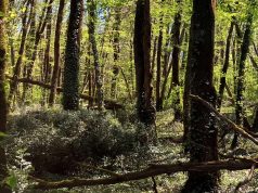 Chaux de Saint-Astier s’engage pour la préservation des espaces naturels