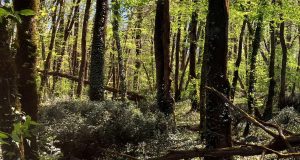 Chaux de Saint-Astier s’engage pour la préservation des espaces naturels