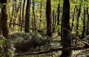 Chaux de Saint-Astier s’engage pour la préservation des espaces naturels