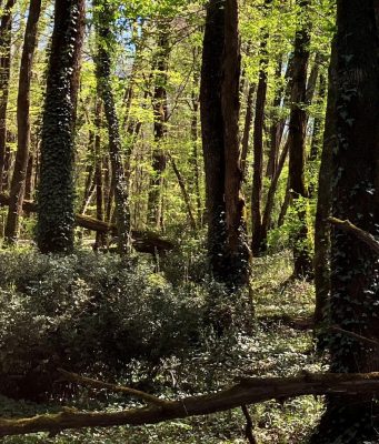 Chaux de Saint-Astier s’engage pour la préservation des espaces naturels