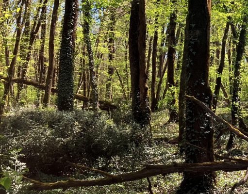 Chaux de Saint-Astier s’engage pour la préservation des espaces naturels