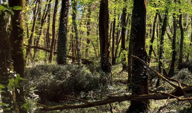 Image forêt Saint-Astier CESA